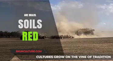 Why Brazil's Soils Are Strikingly Red: Uncovering the Science Behind the Color