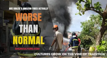 Are Brazil's Amazon Fires Worse Than Usual This Year?