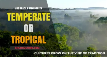 Brazil's Rainforests: Unveiling Their Tropical Nature and Global Significance