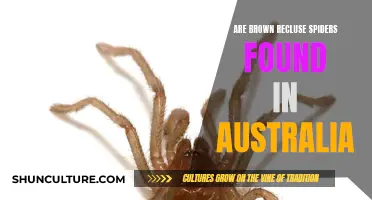 Brown Recluse Spiders: An Australian Concern?