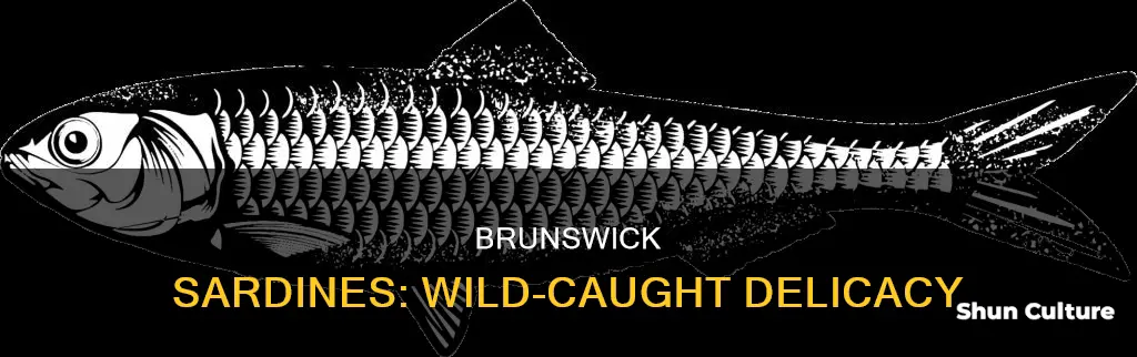 are brunswick sardines wild caught