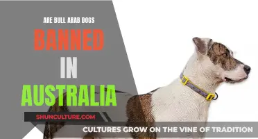 Bull Arab Dogs: Australia's Controversial Breed Ban