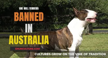Bull Terriers in Australia: Banned or Not?