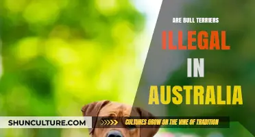 Are Bull Terriers Banned in Australia? Legal Status Explained