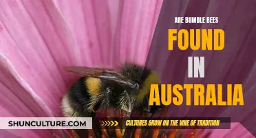 Bumble Bees in Australia: An Unexpected Visitor?