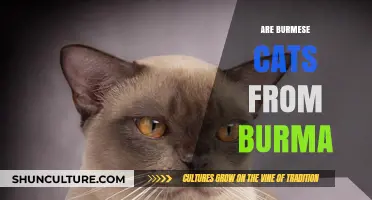 Unraveling the Mystery: Are Burmese Cats Truly from Burma?