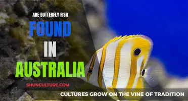 Butterfly Fish: Australia's Native Species and Habitats