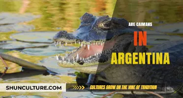 Exploring the Wetlands: Are Caimans Thriving in Argentina?