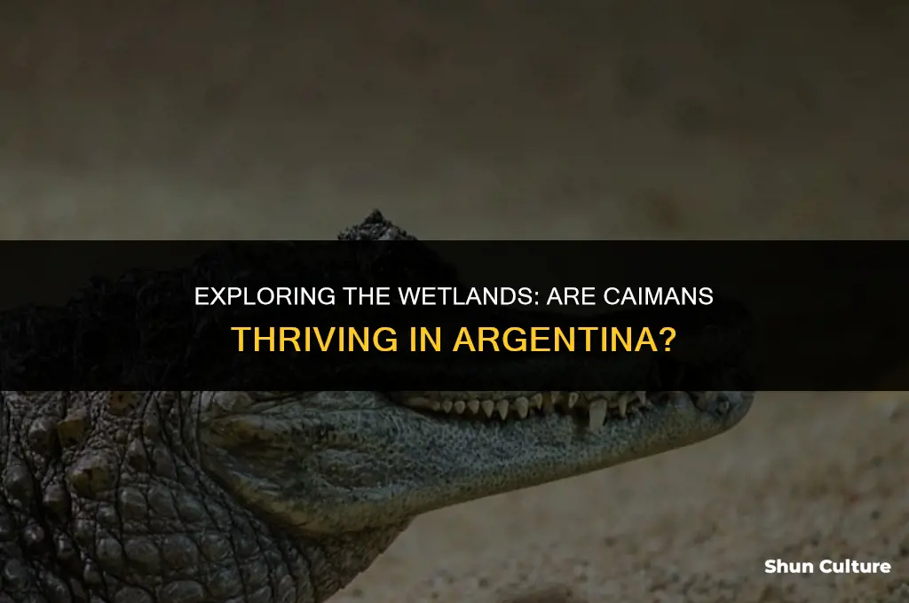 are caimans in argentina