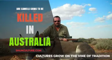 Camels' Fate in Australia: Culling Concerns and Conservation Efforts