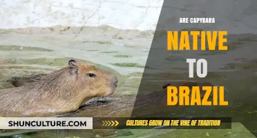 Are Capybaras Native to Brazil? Exploring Their Origins and Habitat