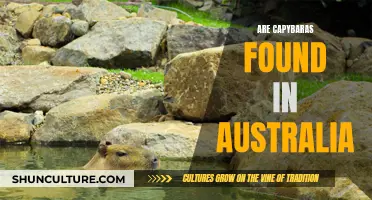 Capybaras in Australia: Are They Found There?