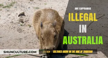 Are Capybaras Illegal in Australia? Exploring the Legal Status
