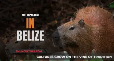 Capybaras in Belize: An Unexpected Wildlife Sighting