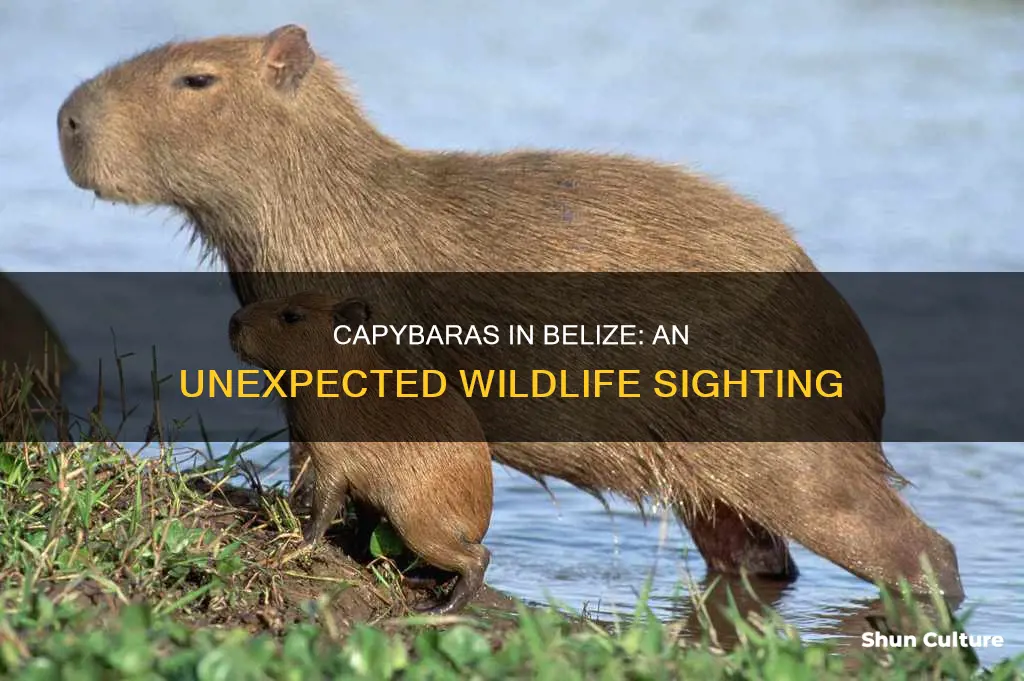 are capybaras in belize