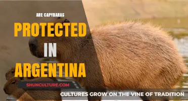 Safeguarding Capybaras: Argentina's Conservation Efforts Explored