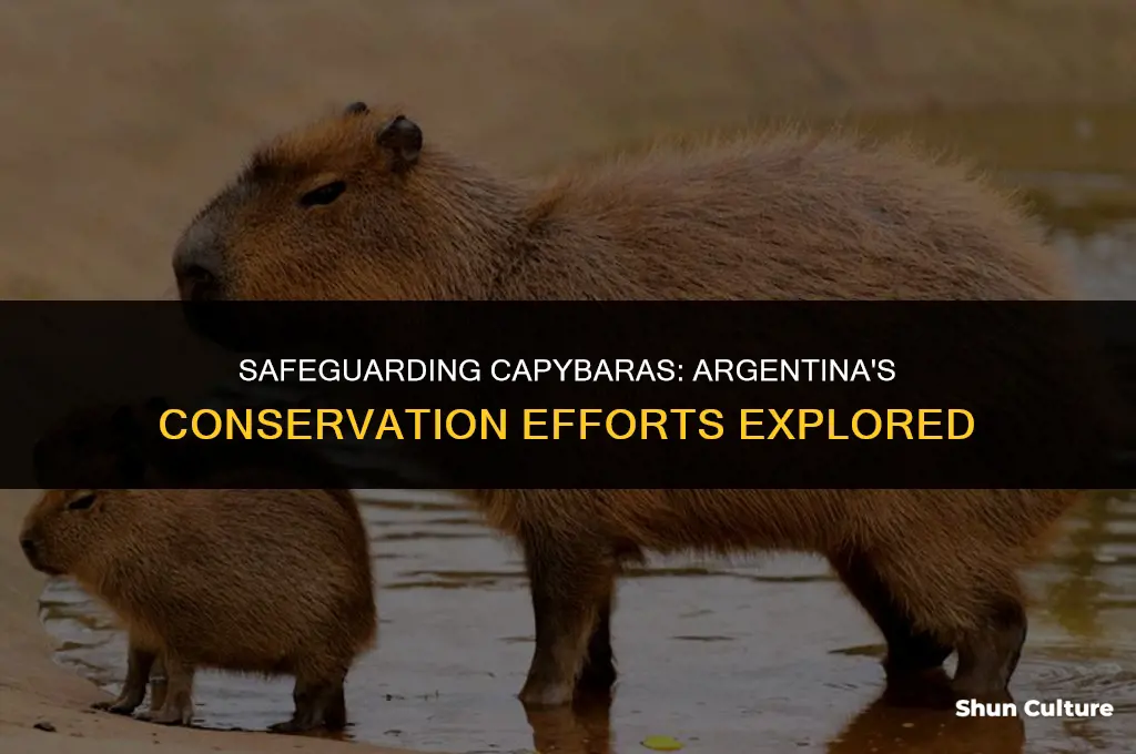 are capybaras protected in argentina
