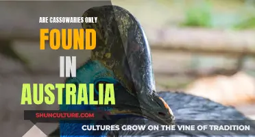 Cassowaries: Australia's Unique, Flightless Wonder