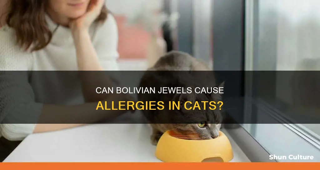 are cats allegic to bolivian jew