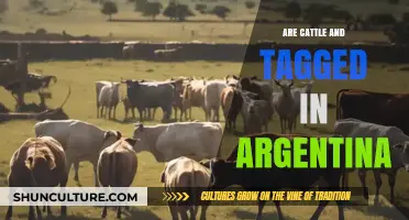 Exploring the Tagging Practices of Cattle in Argentina
