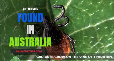 Chiggers in Australia: What You Need to Know