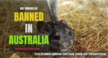 Why Australia Bans Chinchillas: The Reasoning Explained