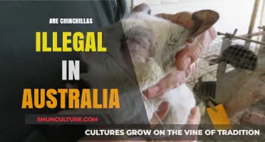 Chinchillas in Australia: Legal Status and Ownership Restrictions Explained
