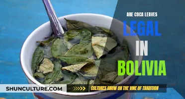 Coca Leaves in Bolivia: Exploring Their Legal Status