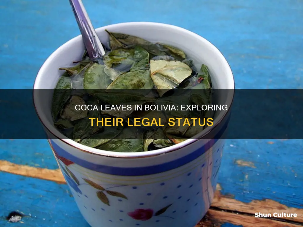 are coca leaves legal in bolivia