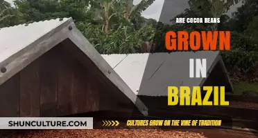 Exploring Brazil's Cocoa Production: Are Cocoa Beans Grown There?