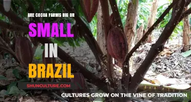 Exploring Brazil's Cocoa Farms: Size, Scale, and Agricultural Impact