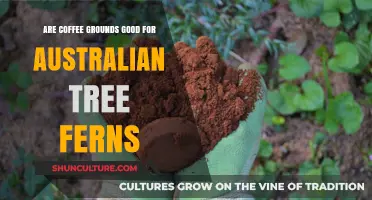 Coffee Grounds: Superfood for Australian Tree Ferns?