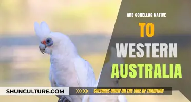 Corellas: Native or Not in Western Australia?
