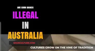 Are Corn Snakes Illegal in Australia? Legal Status Explained