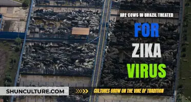 Brazil's Cattle and Zika: Understanding Prevention and Treatment Measures