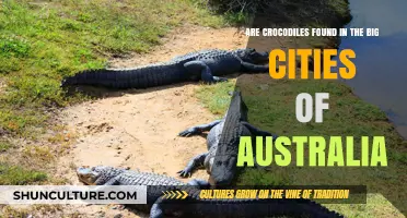 Crocodiles in Australian Cities: What's the Truth?