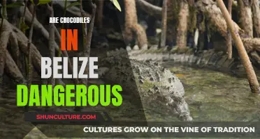 Crocodiles in Belize: A Dangerous Encounter?