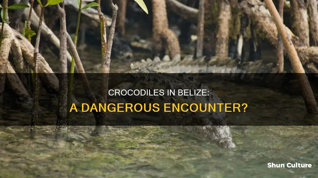 are crocodiles in belize dangerous