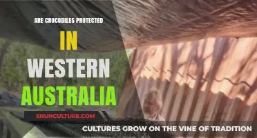 Crocodiles in Western Australia: Are They Protected?