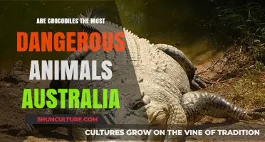 Australia's Crocodiles: A Dangerous Wildlife Threat