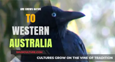 Crows in Western Australia: Native or Not?
