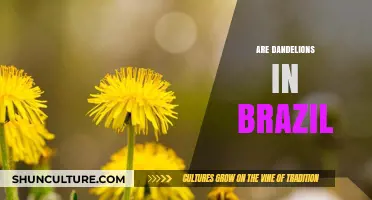 Dandelions in Brazil: Exploring Their Presence and Cultural Significance