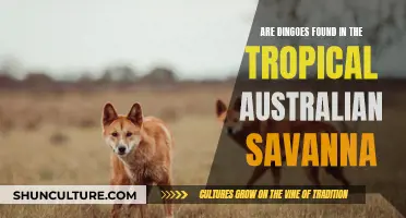 Dingoes' Habitat: Exploring the Australian Tropical Savanna