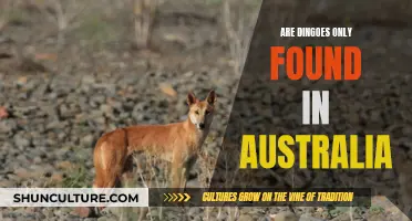 Dingoes: Australia's Unique Wild Dogs