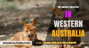Dingo Conservation: Western Australia's Unique Approach
