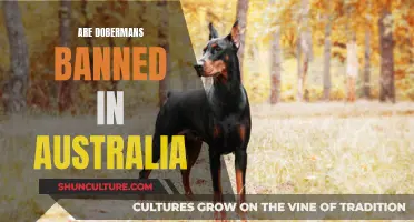Dobermans in Australia: Banned or Restricted?