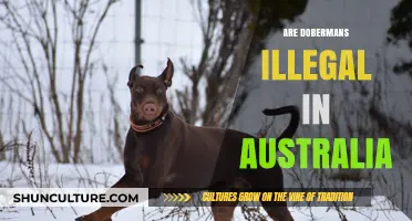 Are Dobermans Banned in Australia? Legal Status Explained