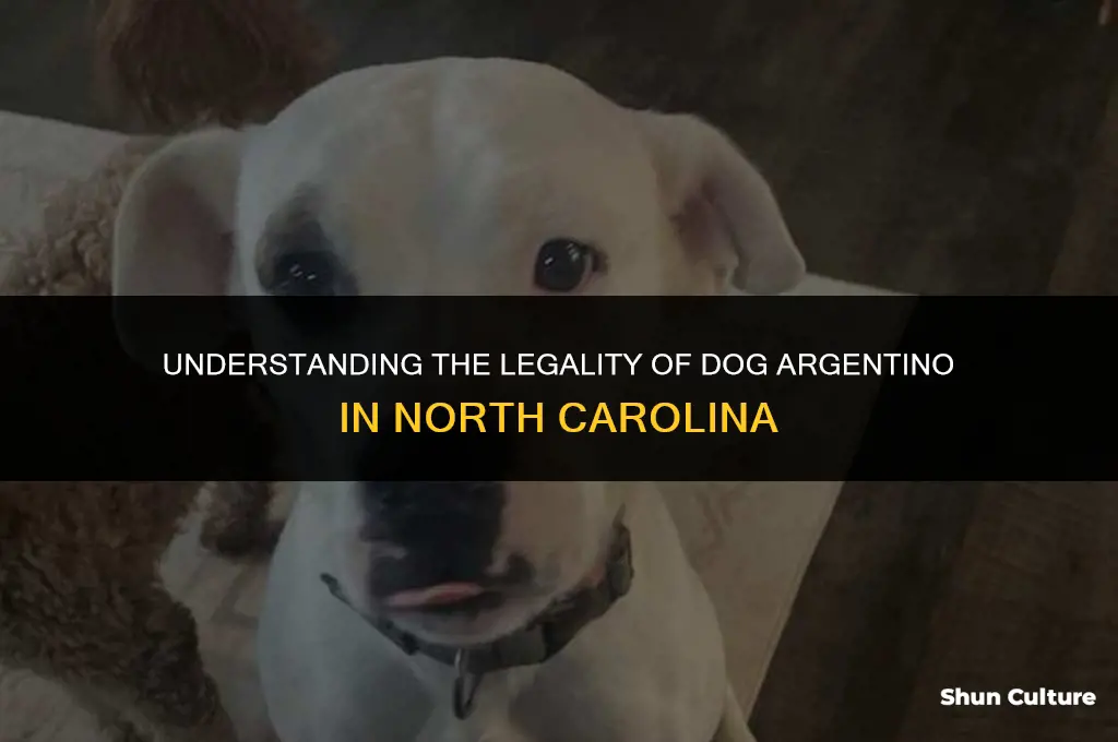 are dog argentino legal in the nc
