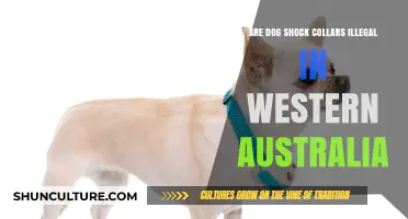 Shock Collars: Are They Legal in Western Australia?