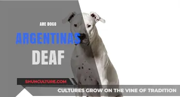 Exploring the Truth: Are Dogo Argentinas Naturally Deaf?